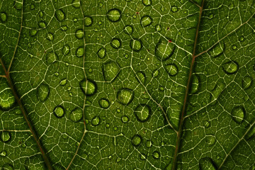A leaf in closeup with water drops in jena