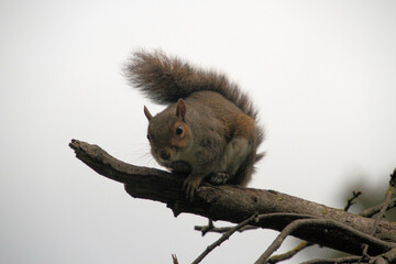 A close up of a Grey Squirrel