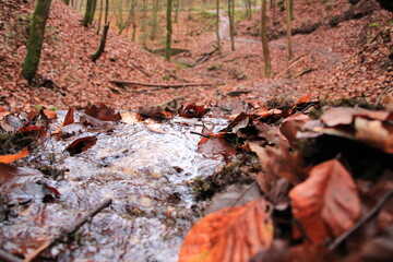 WATER AND LEAVES