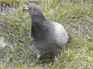 Gray pigeon on the grass