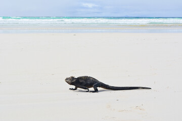Iguana en la playa Tortuga Bay islas Galapagos