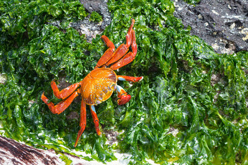 Cangrejo de las islas Galapagos sobre vegetación verde y rocas