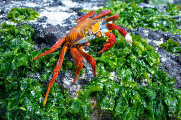 Cangrejo sobre vegetación verde y rocas en las islas Gapalagos