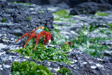 Cangrejo de perfil sobre rocas en las islas Galapagos
