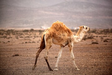 P'ti dromadaire dans le désert © Idouhna