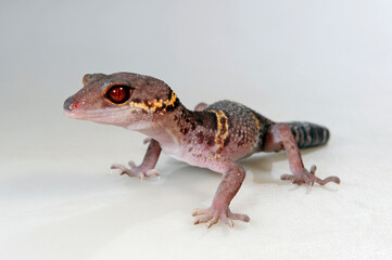 Chinese cave gecko // Hainan-Krallengecko (Goniurosaurus hainanensis)