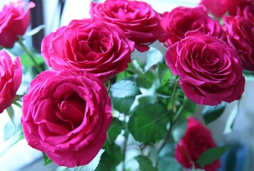 Close-up of pink roses in bloom