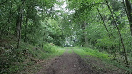 Eifel, Wald