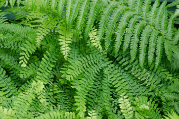 Green ferns