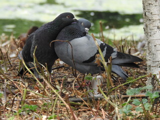 Two pigeons close together