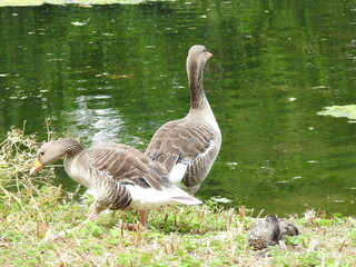 Two geese on the shore
