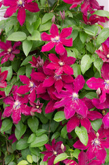 Red clematis vine