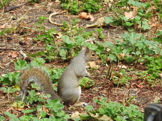 A standing squirrel