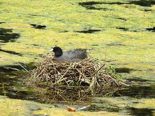 Eurasian coot sits in the nest