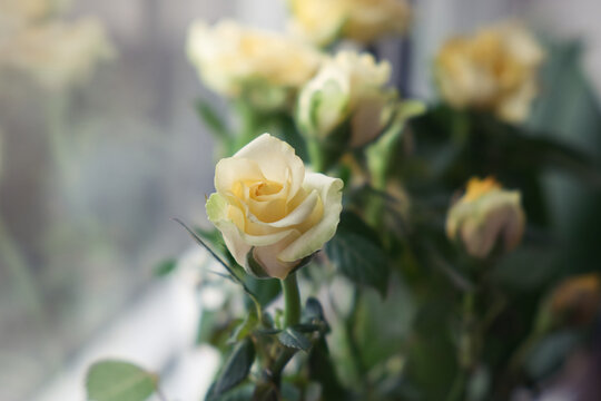 The bouquet of yellow roses on the window. Natural flowers background.