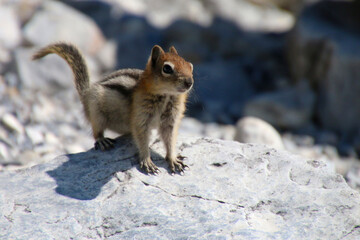 Eichhörnchen in Kanada