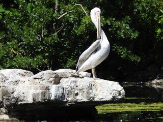 A white pelican stands on large stones