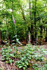 Im Wald