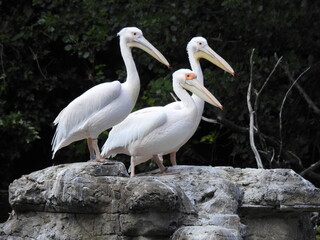 Three white pelicans are standing on large stones