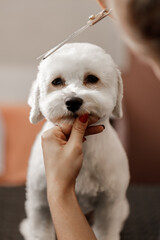 cropped shot of a young blonde pet beautician and white purebred bichon. Grooming of white dog.