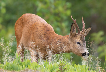 Capreolus, Roe deer ,