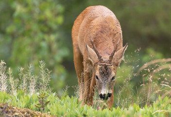 Fototapeta premium Rådjur (Capreolus) som betar gräs en sommardag.