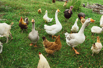 geese and chickens © kapralov