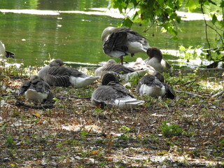 Birds rest on the shore