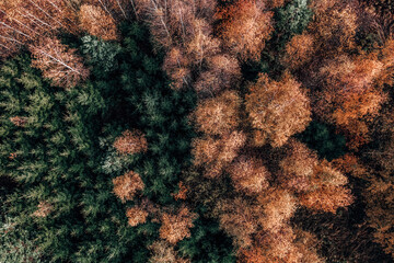 Aerial view of the colorful autumn forest