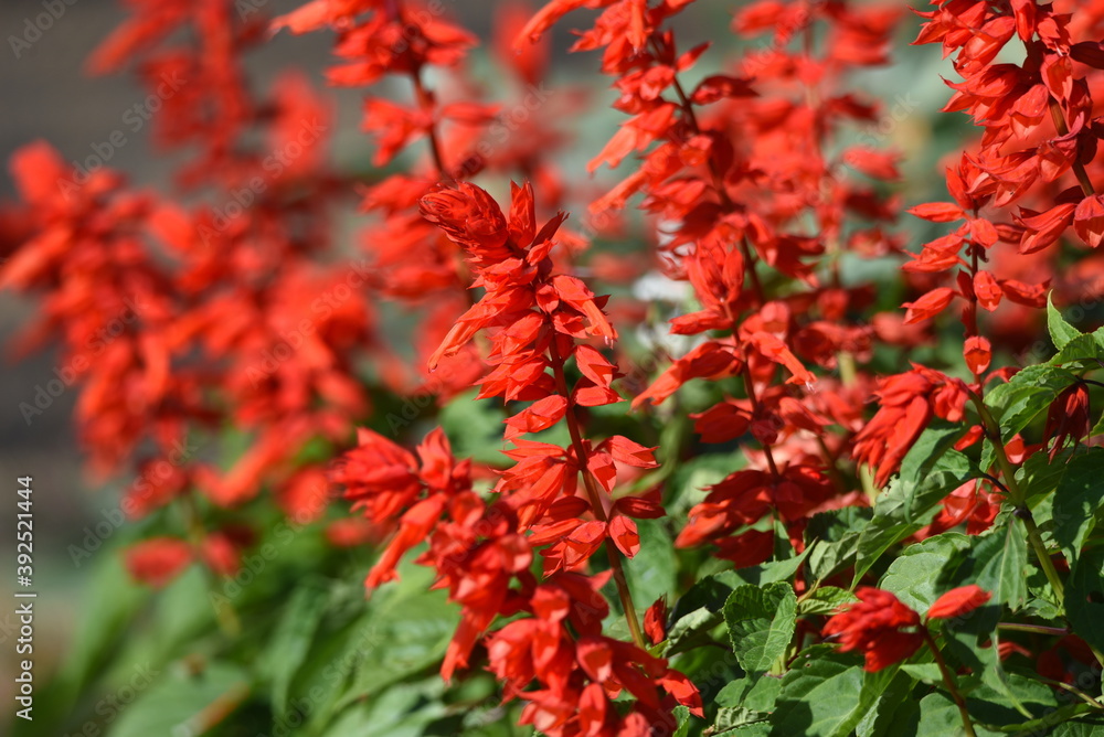 Canvas Prints Salvia flowers / Lamiaceae native to Brazil plant