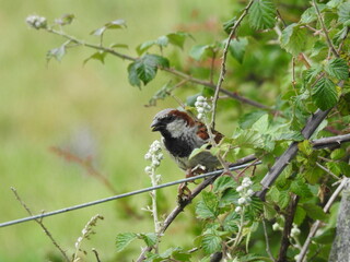 Little bird on a thorny fruit bush
