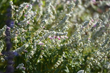 Salvia flowers / Lamiaceae native to Brazil plant