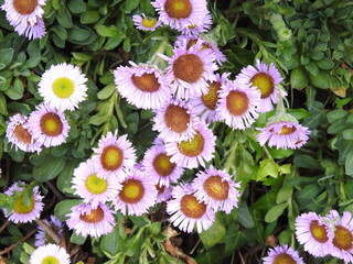 Lots of purple and white flowers
