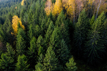 Aerial view of the colorful autumn forest