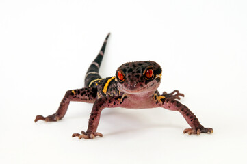 Chinese cave gecko // Hainan-Krallengecko (Goniurosaurus hainanensis)