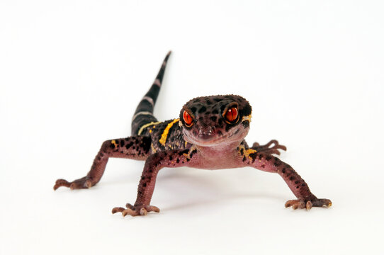 Chinese cave gecko // Hainan-Krallengecko (Goniurosaurus hainanensis)