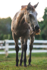 Fototapeta premium horse in the meadow