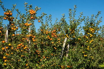 Apfelanbau am Bodensee