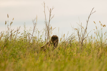 Short Eared Owl Stares with Yellow Eyes