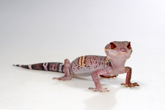 Chinese cave gecko // Hainan-Krallengecko (Goniurosaurus hainanensis)