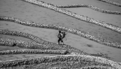 Chinese peasant is walking along the edge of a rice field. Rice terraces of Yunnan province China.