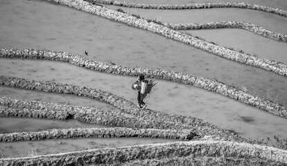 Chinese peasant is walking along the edge of a rice field. Rice terraces of Yunnan province China.
