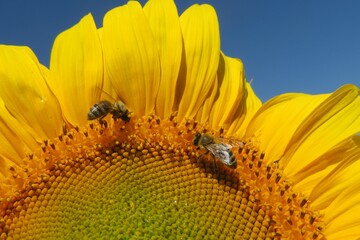 Bees on sunflower against blue sky, closeup