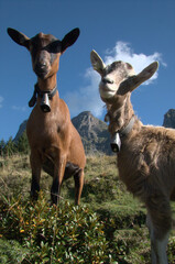 Free-range goats on the Summer pasture of Berg Palfries, Switzerland