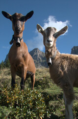 Free-range goats on the Summer pasture of Berg Palfries, Switzerland