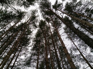 sky through the branches