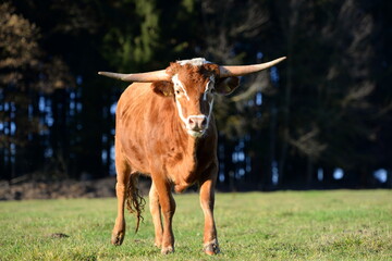 long, longer, longhorn. Beautiful longhorn cows in the sun