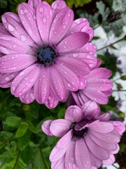 Obraz premium close up of pink flower