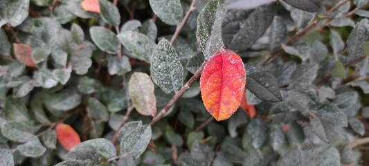 red and yellow