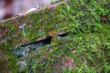 green moss on old red stone blocks
